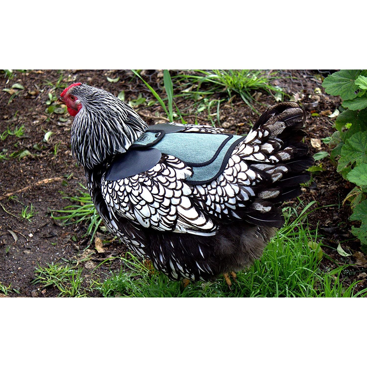 Premium Chicken Saddle, Adjustable Straps Suit Medium and Large Hens, Poultry Saver, Protector, Apron, Supplies, Products and Equipment, Including Shoulder Cover (Blue)…