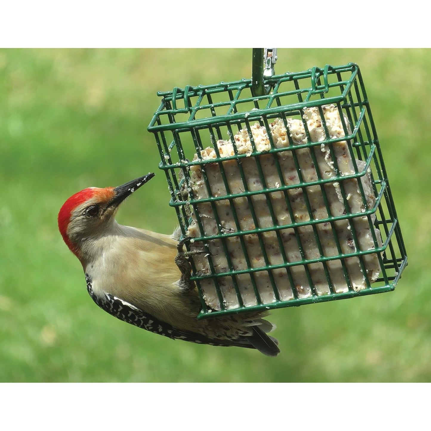 C & S Products Woodpecker Treat, 12-Piece