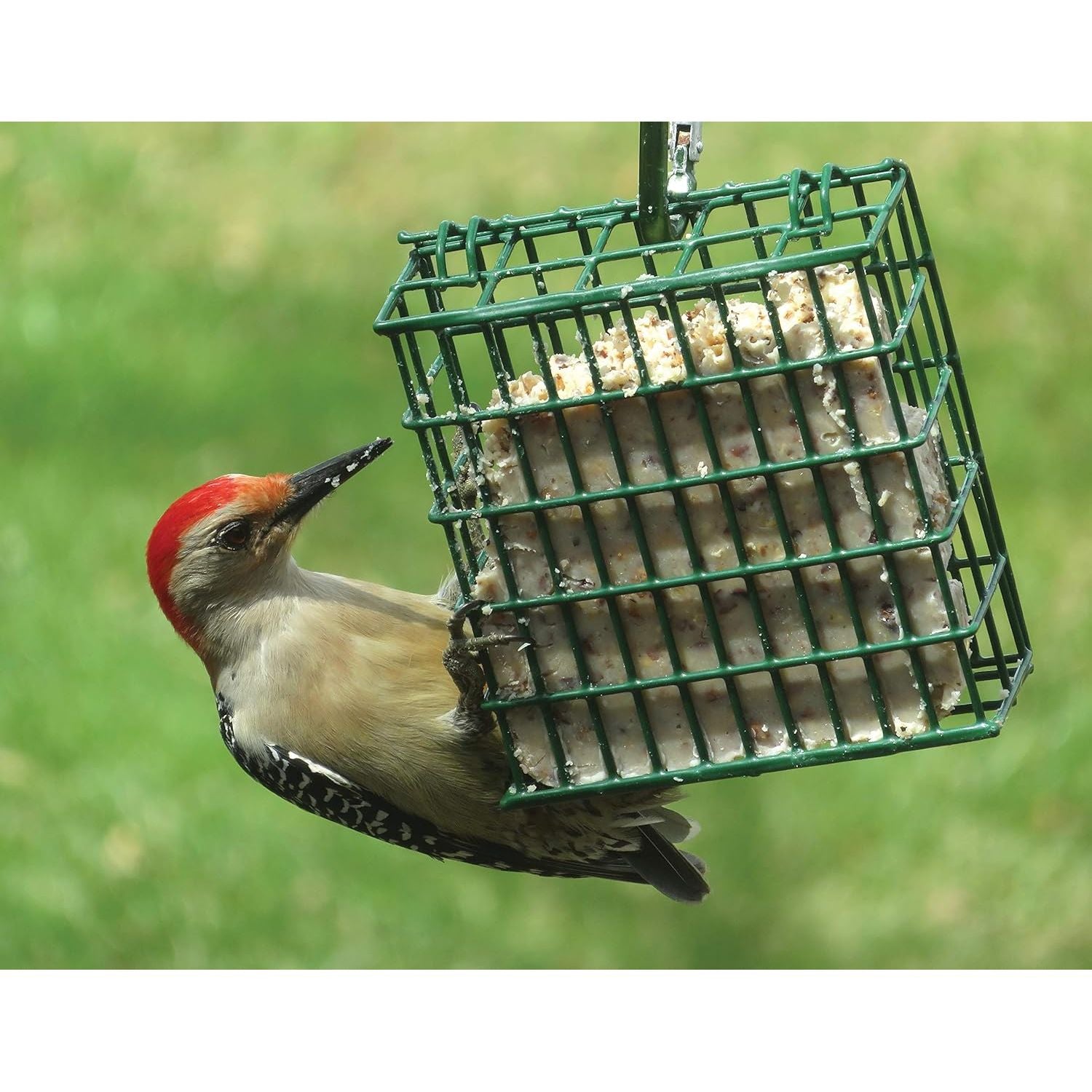 C & S Products Woodpecker Treat, 12-Piece