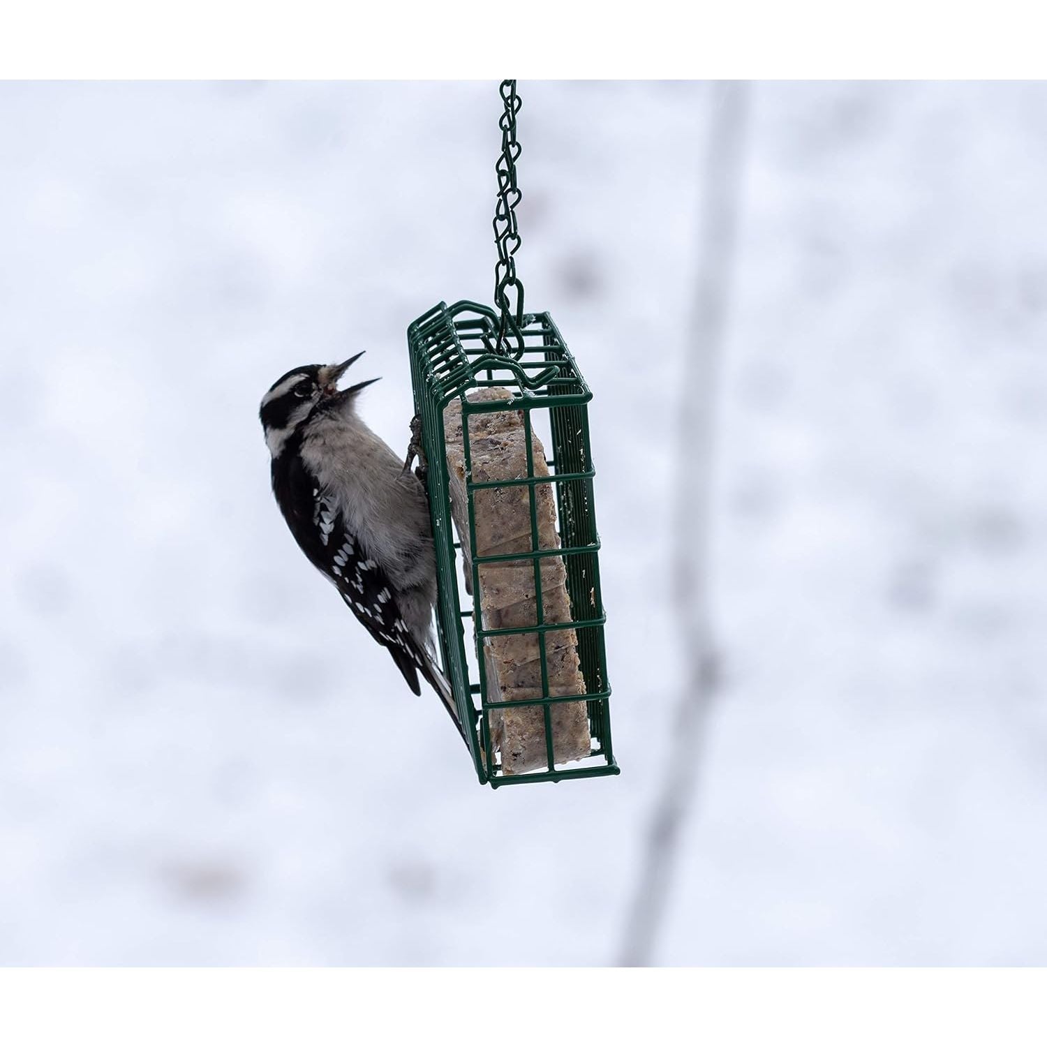 C & S Products Woodpecker Treat, 12-Piece