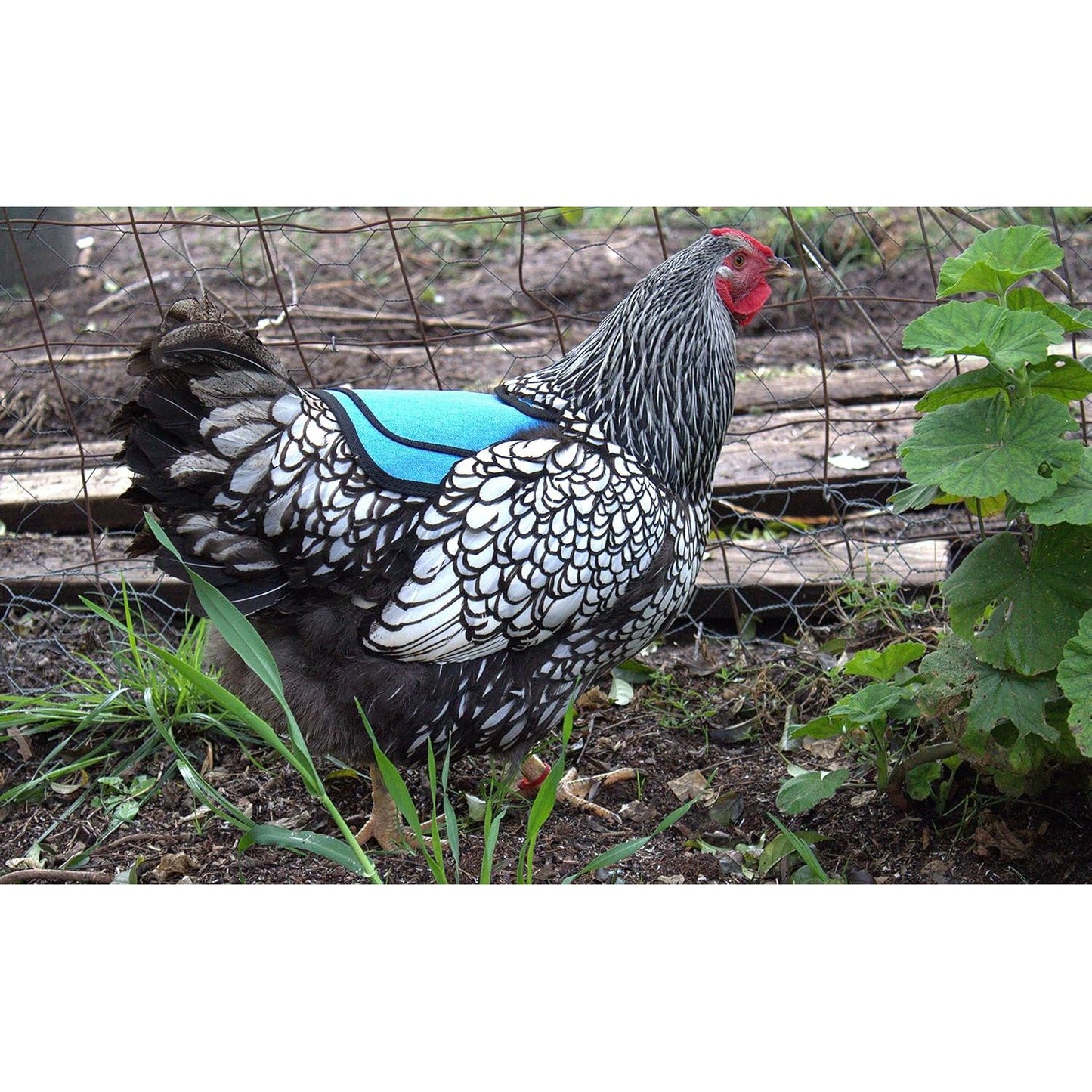 Premium Chicken Saddle, Adjustable Straps Suit Medium and Large Hens, Poultry Saver, Protector, Apron, Supplies, Products and Equipment, Including Shoulder Cover (Blue)…