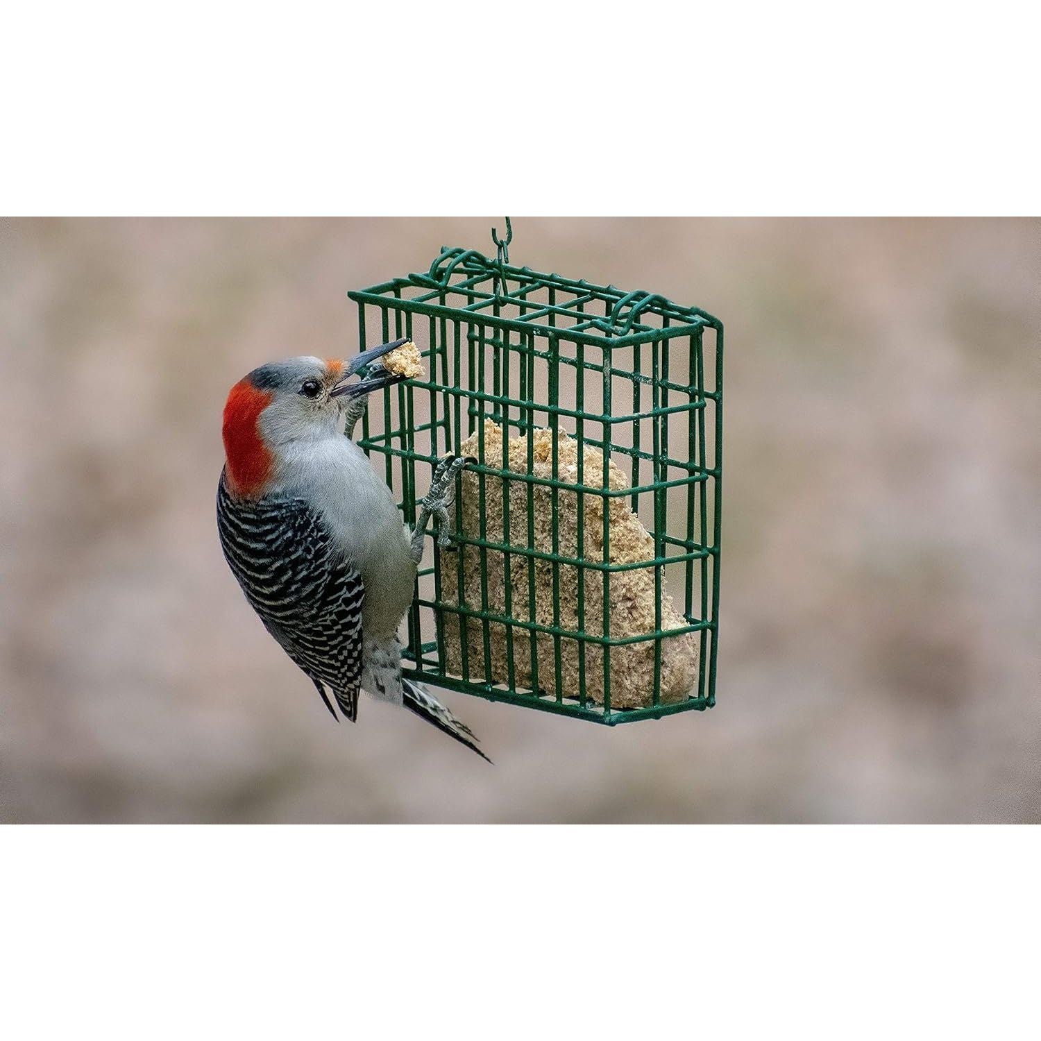 C & S Products Woodpecker Treat, 12-Piece