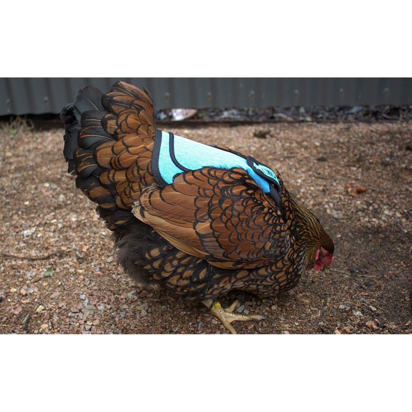 Premium Chicken Saddle, Adjustable Straps Suit Medium and Large Hens, Poultry Saver, Protector, Apron, Supplies, Products and Equipment, Including Shoulder Cover (Blue)…