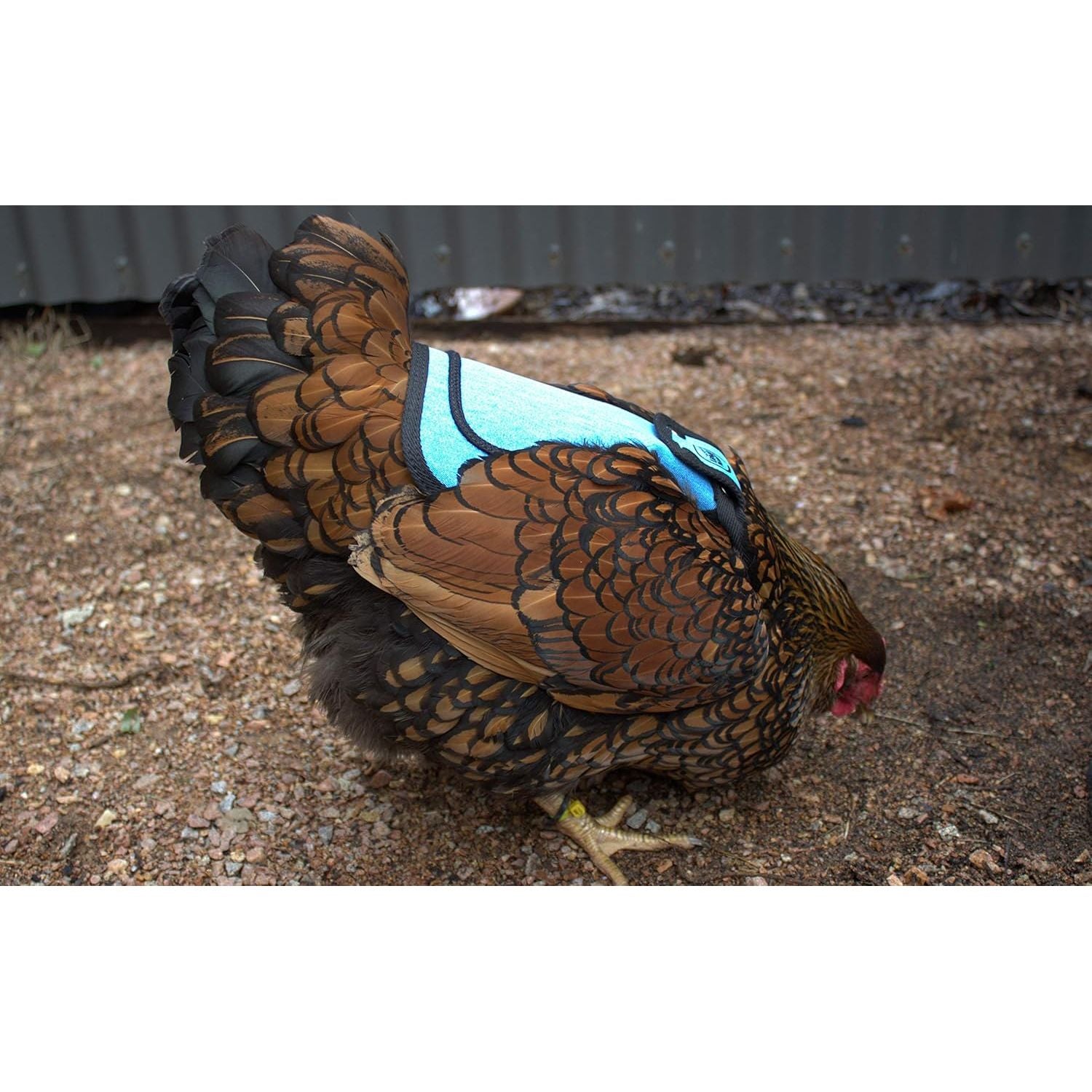 Premium Chicken Saddle, Adjustable Straps Suit Medium and Large Hens, Poultry Saver, Protector, Apron, Supplies, Products and Equipment, Including Shoulder Cover (Blue)…