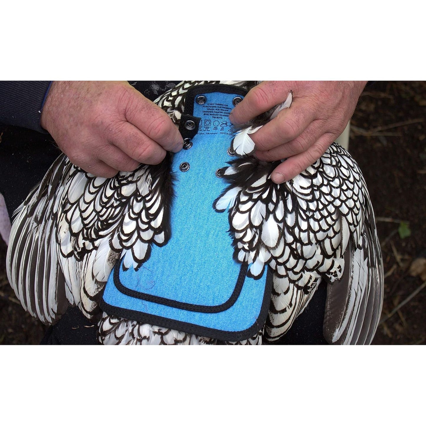 Premium Chicken Saddle, Adjustable Straps Suit Medium and Large Hens, Poultry Saver, Protector, Apron, Supplies, Products and Equipment, Including Shoulder Cover (Blue)…